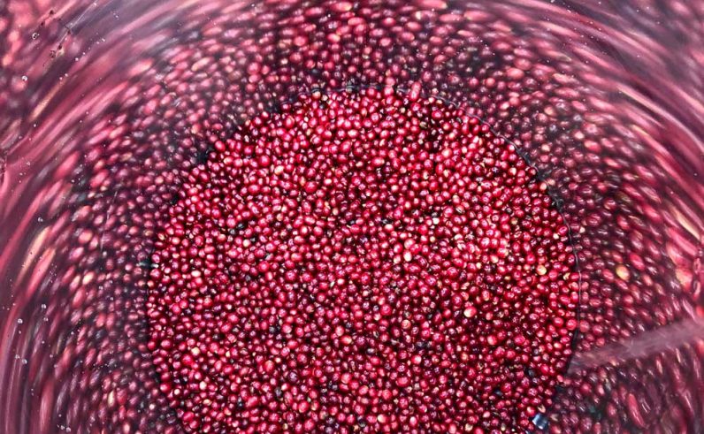 RH-#-ND-Carbonic-Maceration-Dry-Natural-